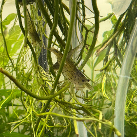 Amano Shrimp aquarium shrimp — Aquaplantz Canada