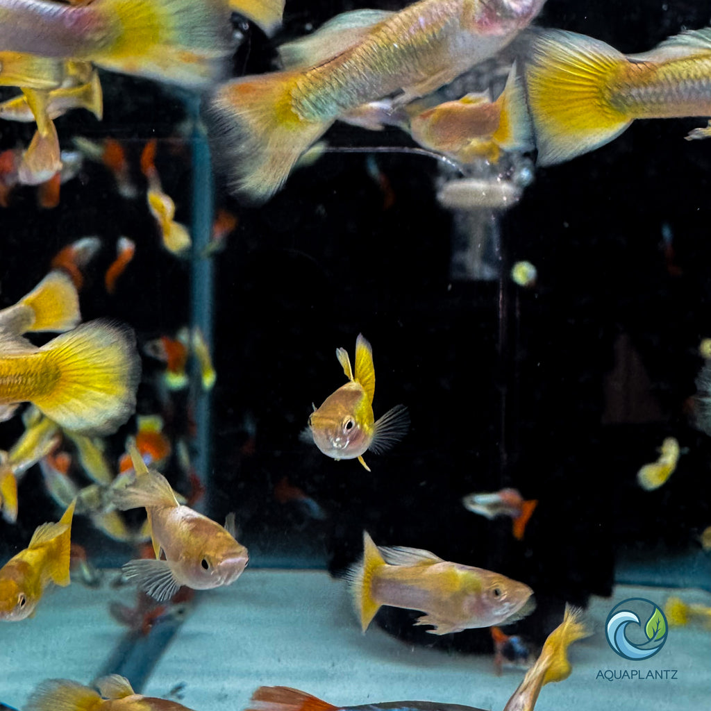 Guppy - 24K Gold guppy fish — Aquaplantz Canada
