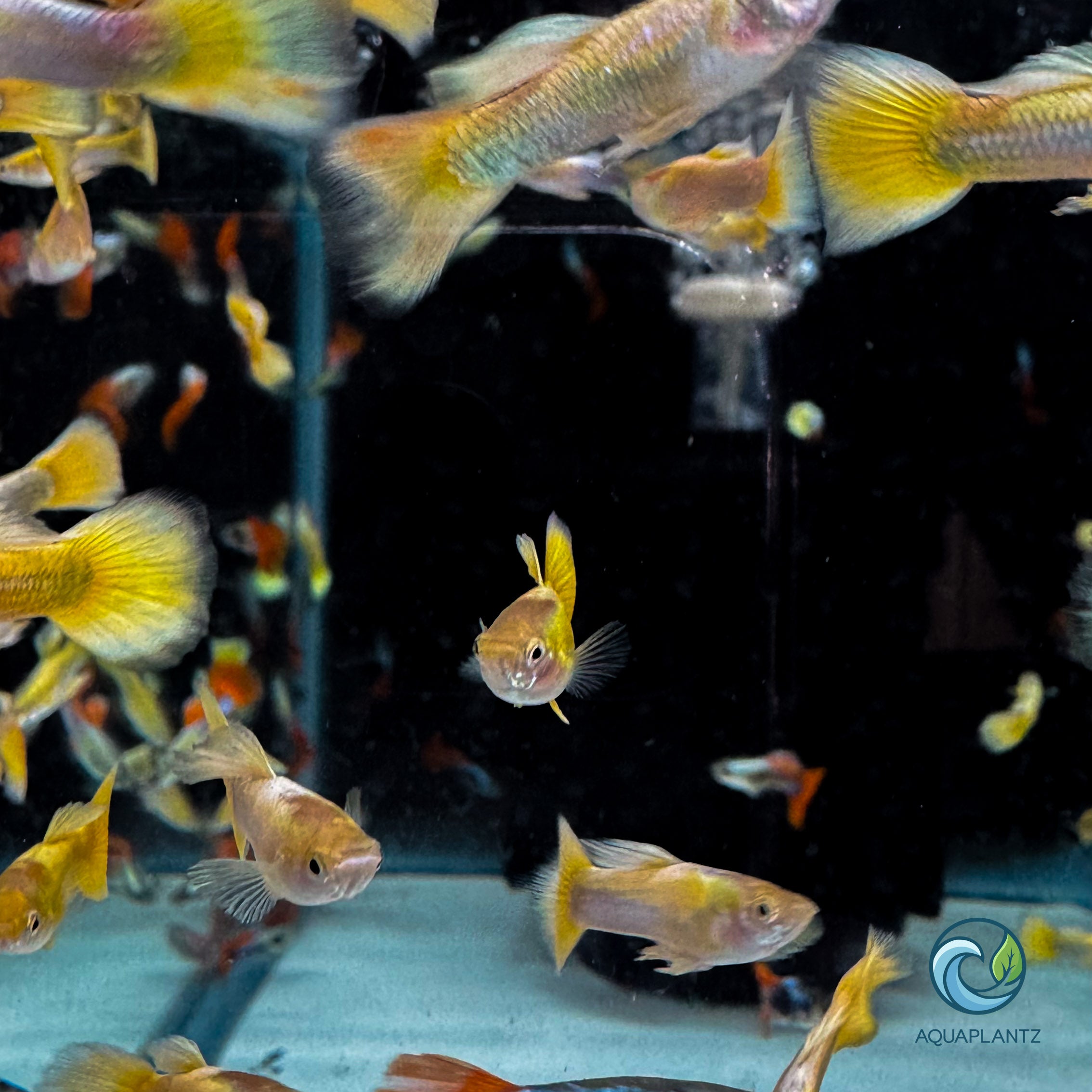 Guppy - 24K Gold guppy fish — Aquaplantz Canada