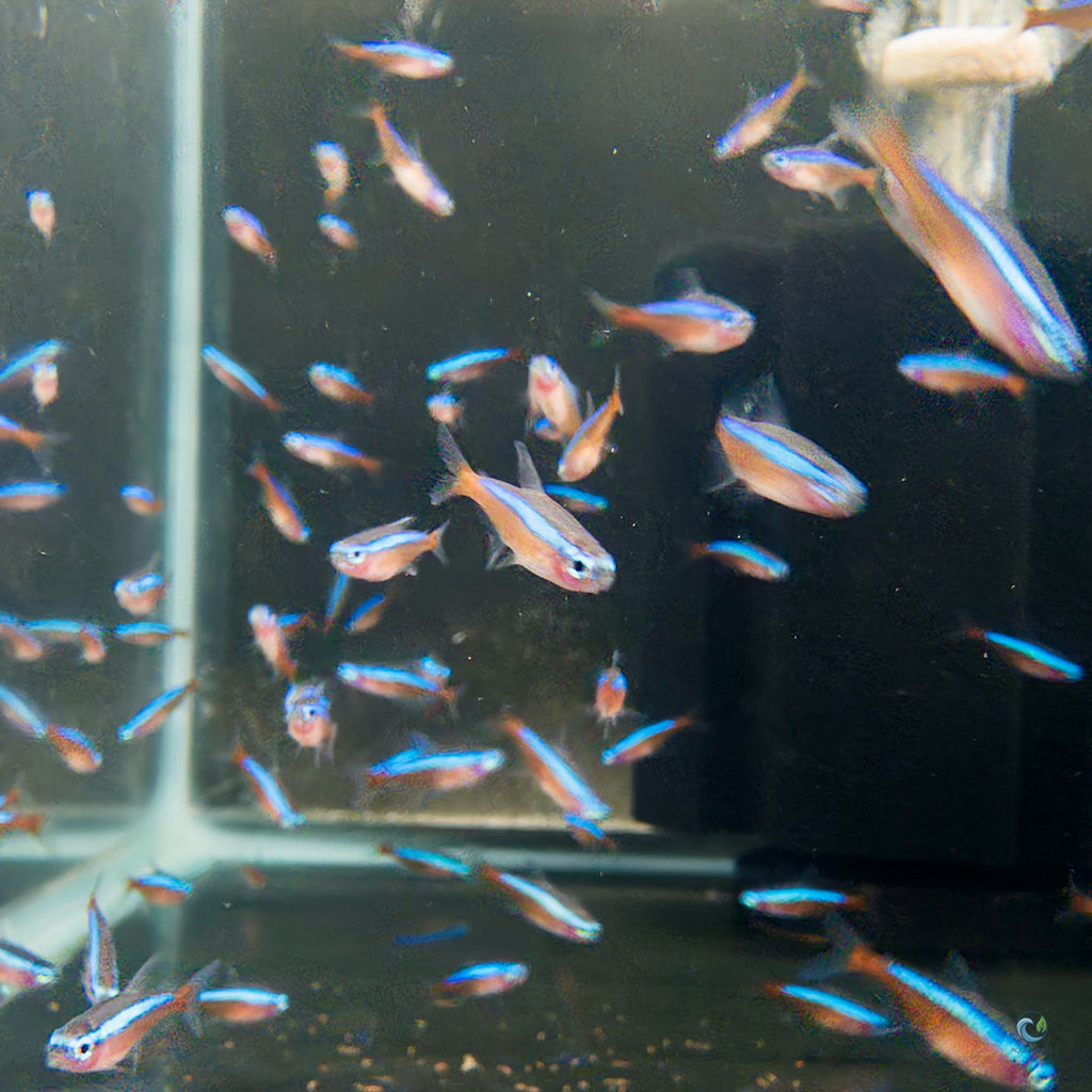 Tetra - Cardinal tetra fish — Aquaplantz Canada
