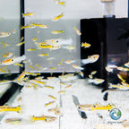 Guppy - Blue & Black Endler guppy fish — Aquaplantz Canada