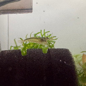 Amano Shrimp aquarium shrimp — Aquaplantz Canada