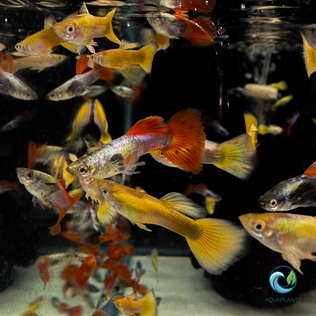 Guppy - 24K Gold guppy fish — Aquaplantz Canada