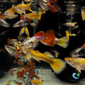 Guppy - 24K Gold guppy fish — Aquaplantz Canada