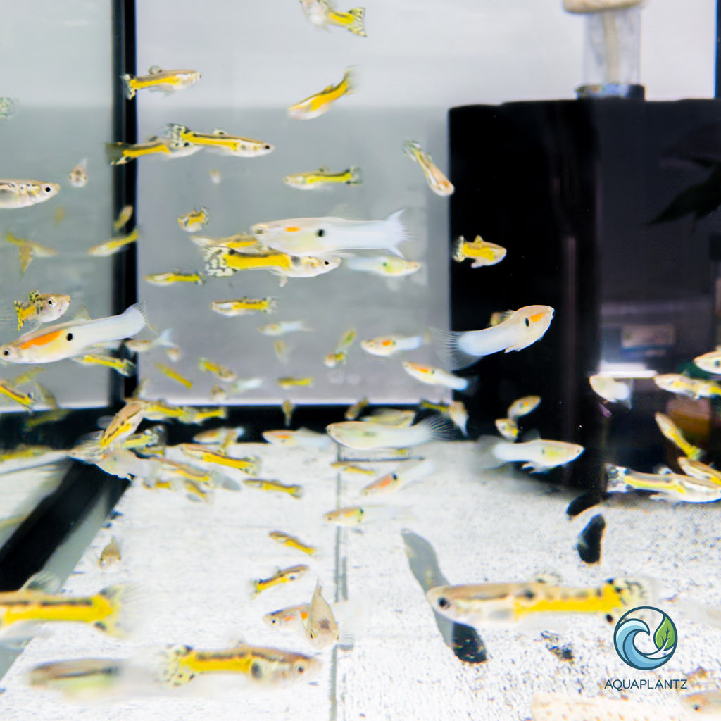 Guppy - Black Cobra Endler guppy fish — Aquaplantz Canada