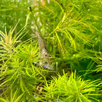 Amano Shrimp aquarium shrimp — Aquaplantz Canada