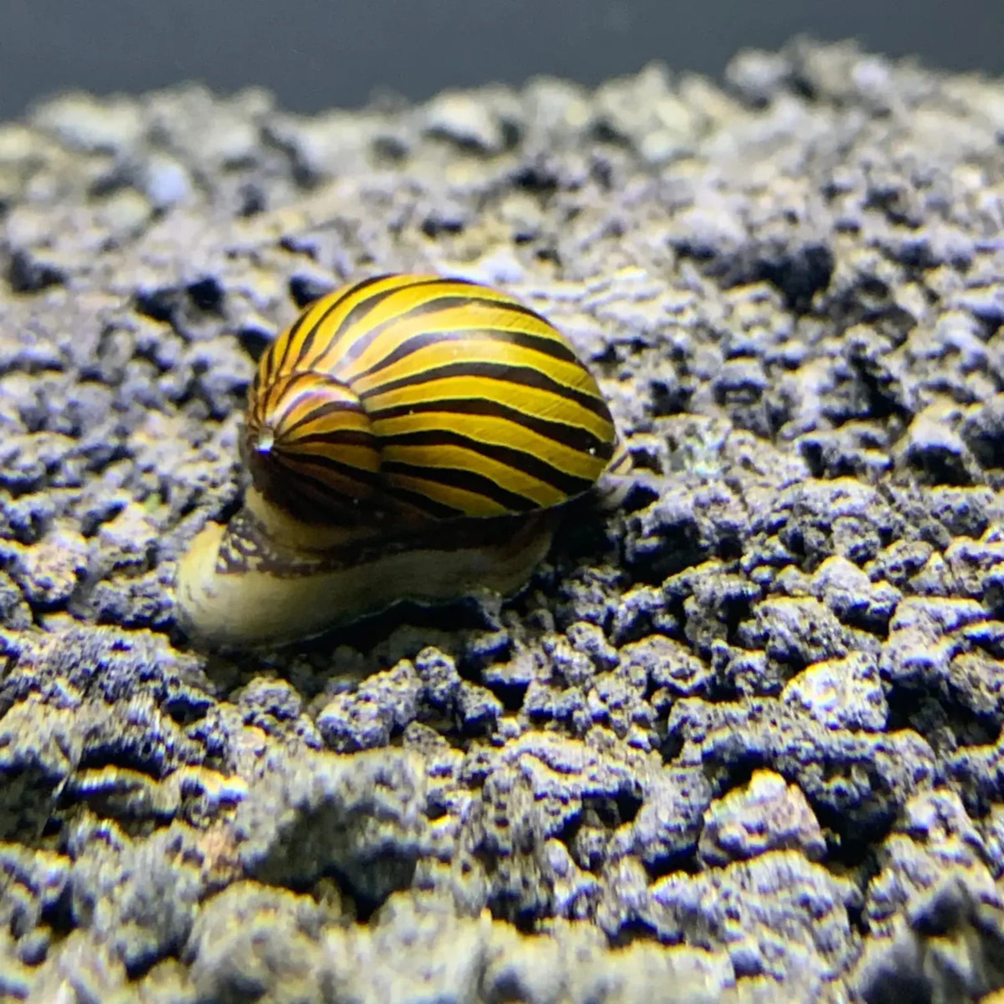 Neritina Natalensis Snail aquarium snail — Aquaplantz Canada
