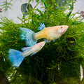 Blue Albino Guppy Pair guppy fish — Aquaplantz Canada