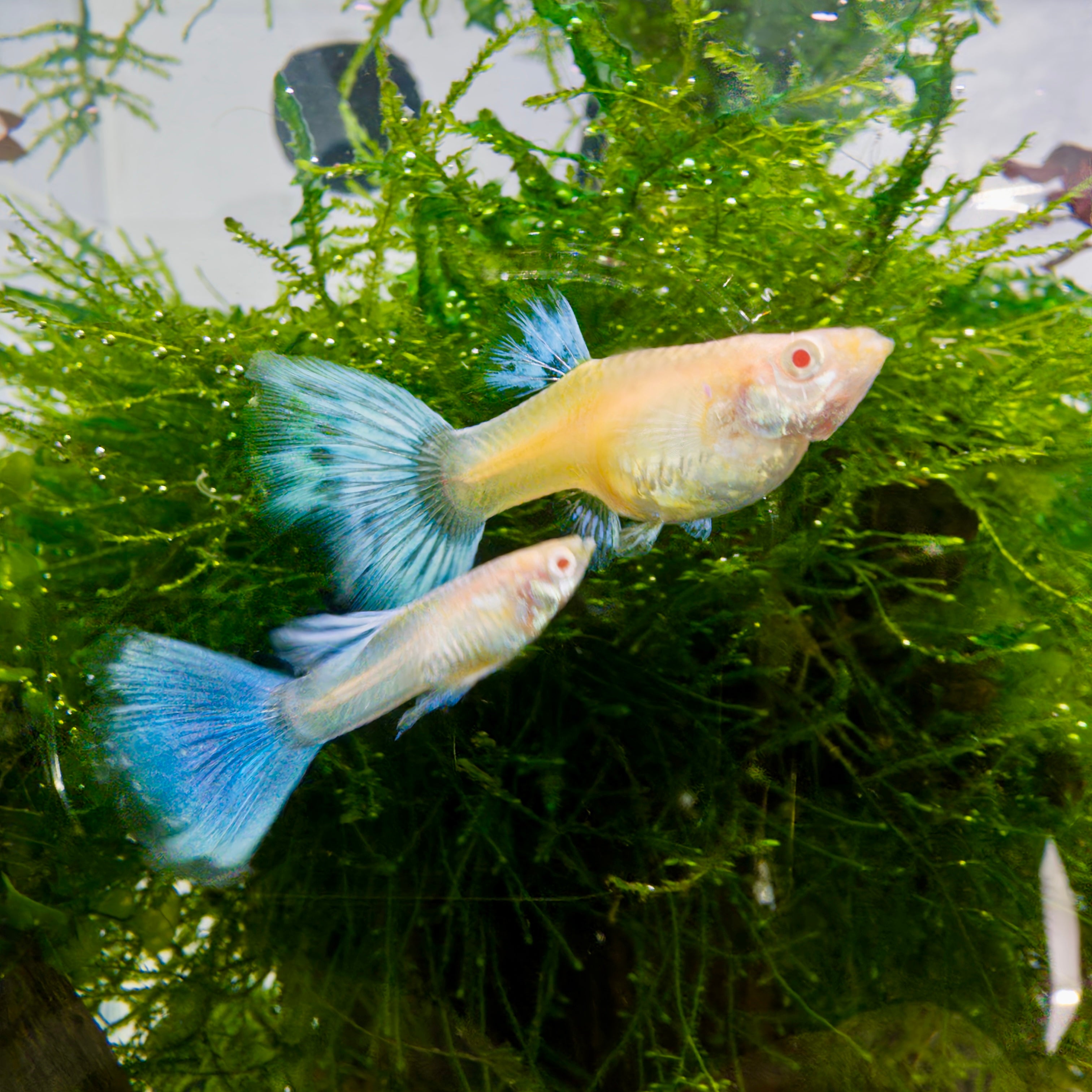 Blue Albino Guppy Pair guppy fish — Aquaplantz Canada