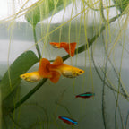 Red Albino Guppy Fish (1 Male + 3 Females) guppy fish — Aquaplantz Canada