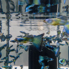 Guppy - Moscow Green guppy fish — Aquaplantz Canada