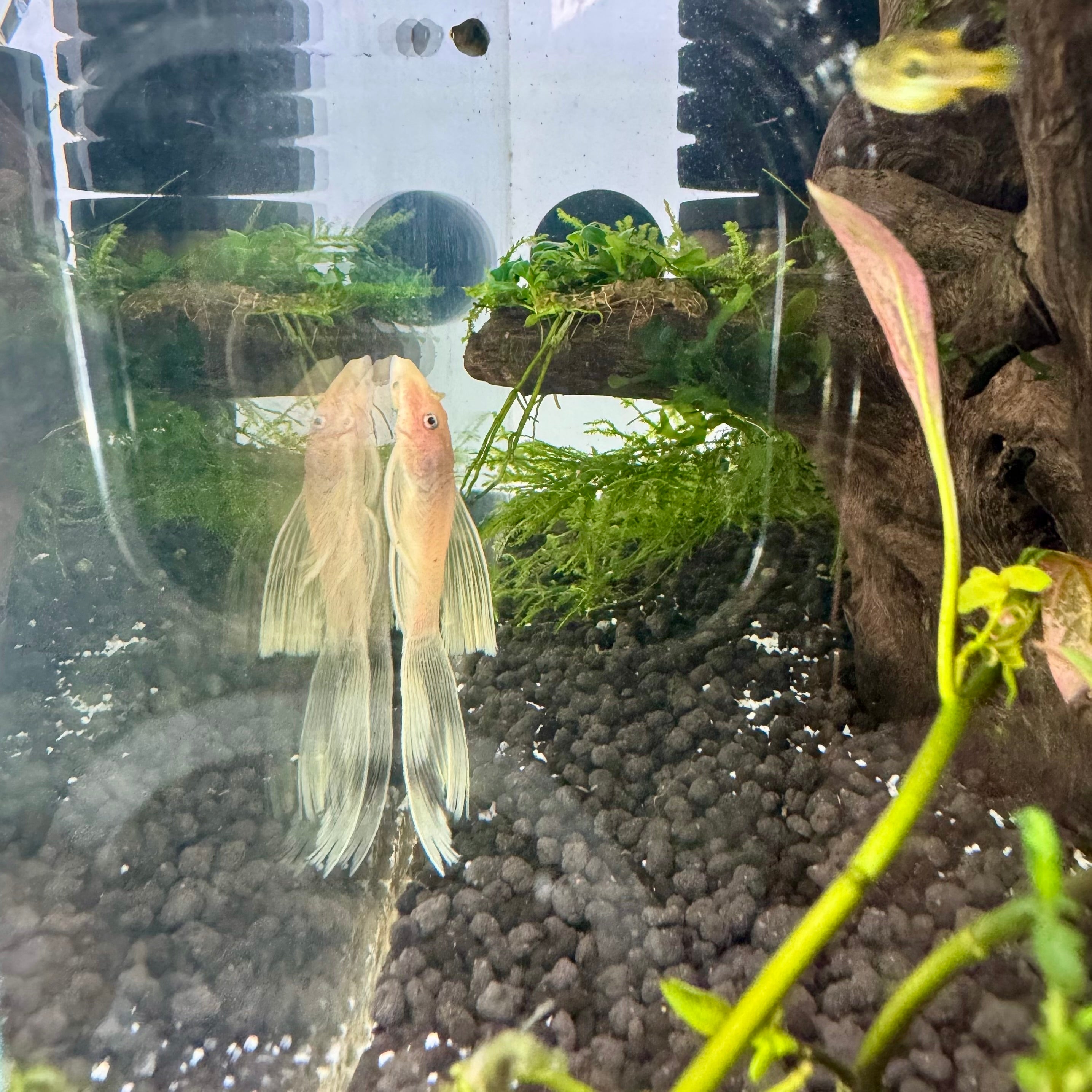 L144 Pleco Longfin Blue Eye pleco fish — Aquaplantz Canada