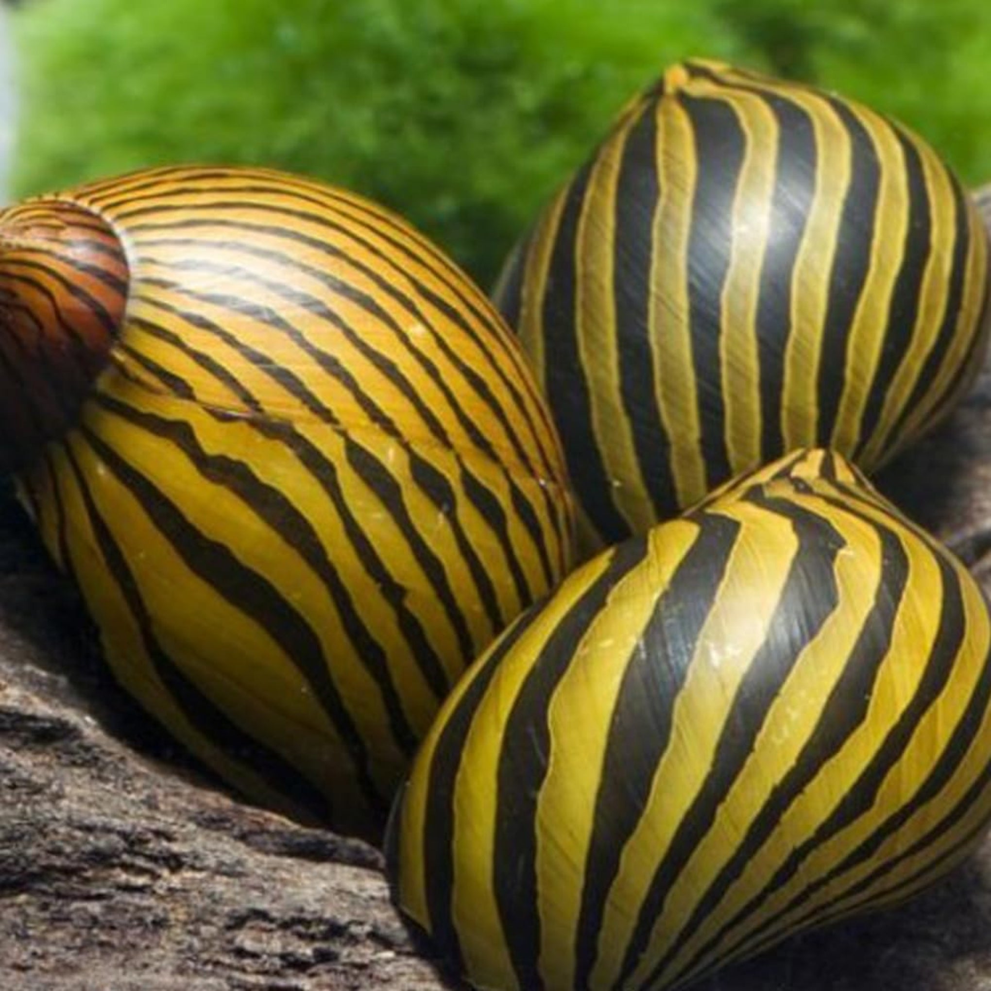 Neritina Natalensis Snail aquarium snail — Aquaplantz Canada