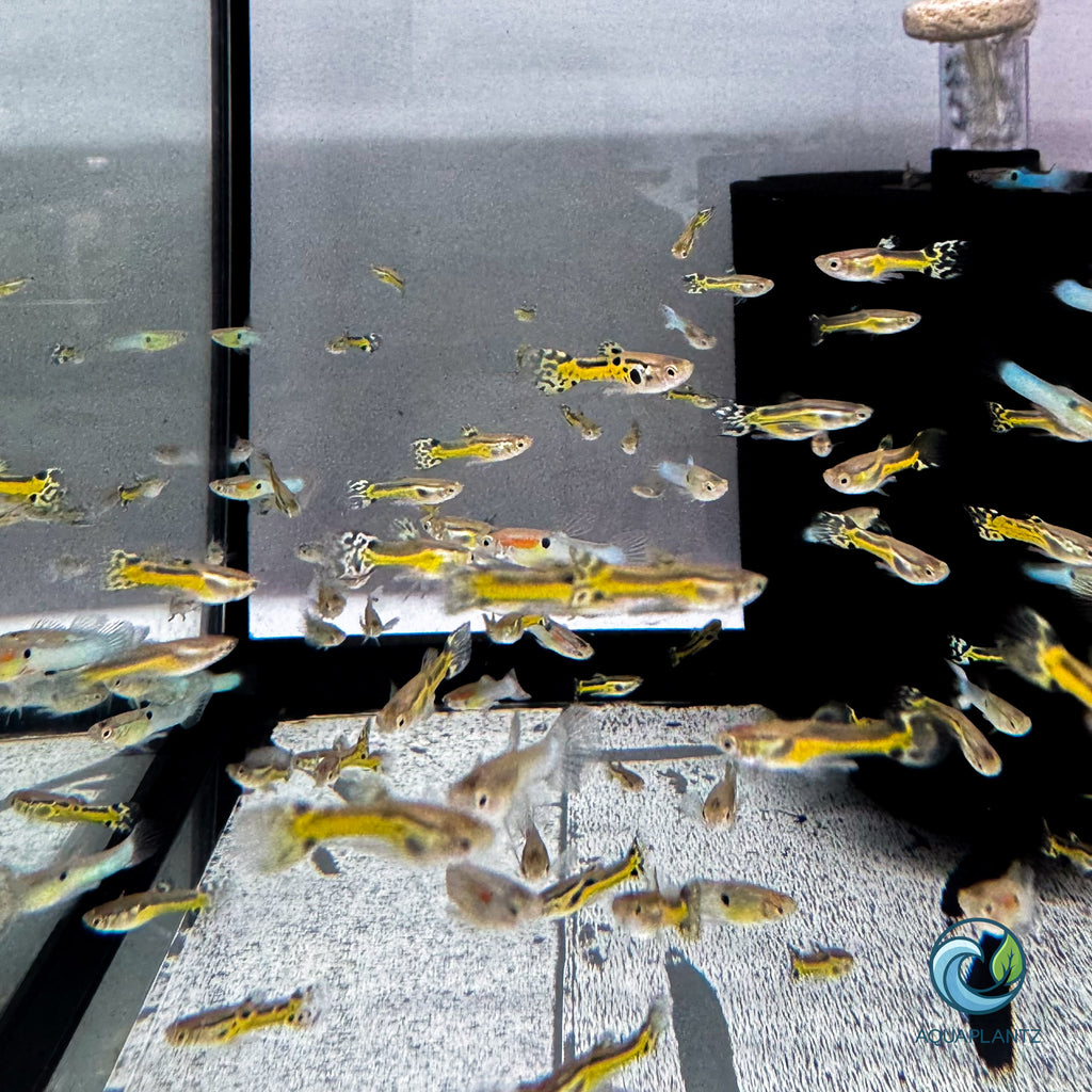 Guppy - Black Cobra Endler guppy fish — Aquaplantz Canada