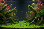 Guppy - Moscow Green guppy fish — Aquaplantz Canada