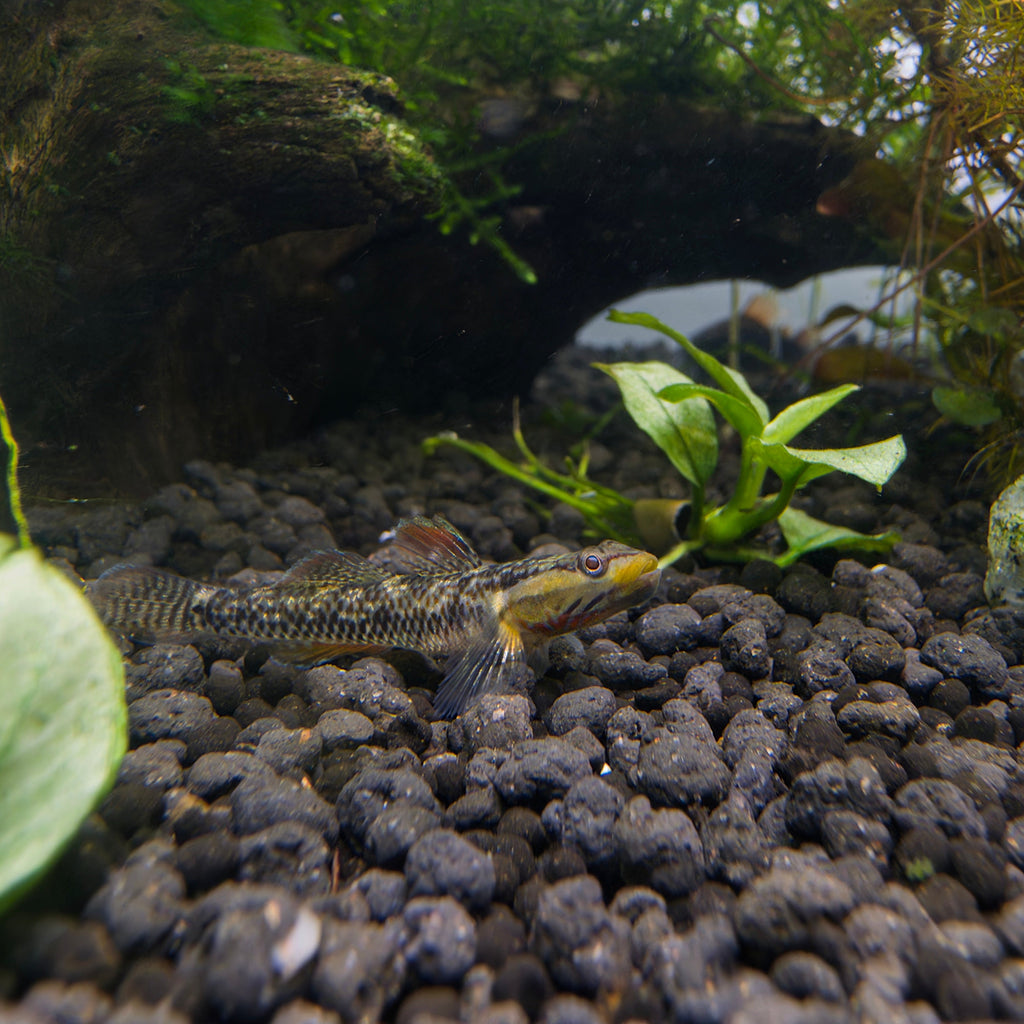 High-Fin Yellow Lip aquarium fish — Aquaplantz Canada