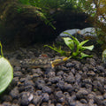 High-Fin Yellow Lip aquarium fish — Aquaplantz Canada