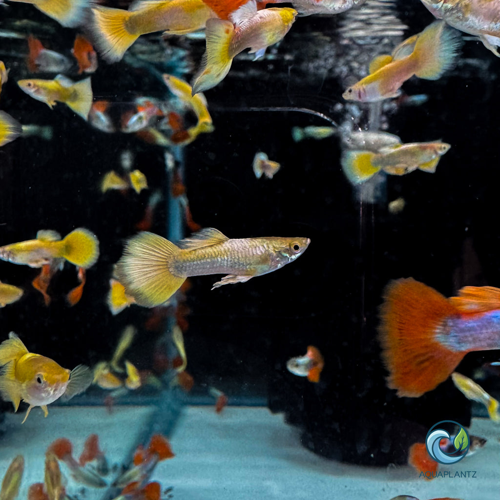 Guppy - 24K Gold guppy fish — Aquaplantz Canada