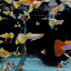 Guppy - 24K Gold guppy fish — Aquaplantz Canada