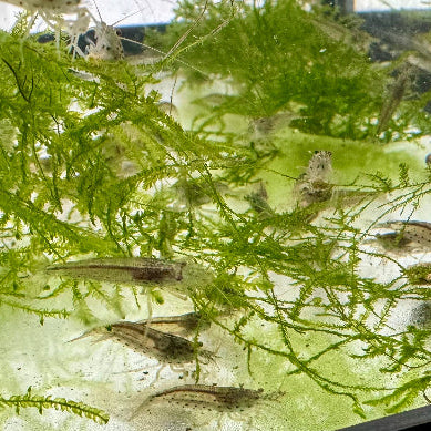 Amano Shrimp aquarium shrimp — Aquaplantz Canada