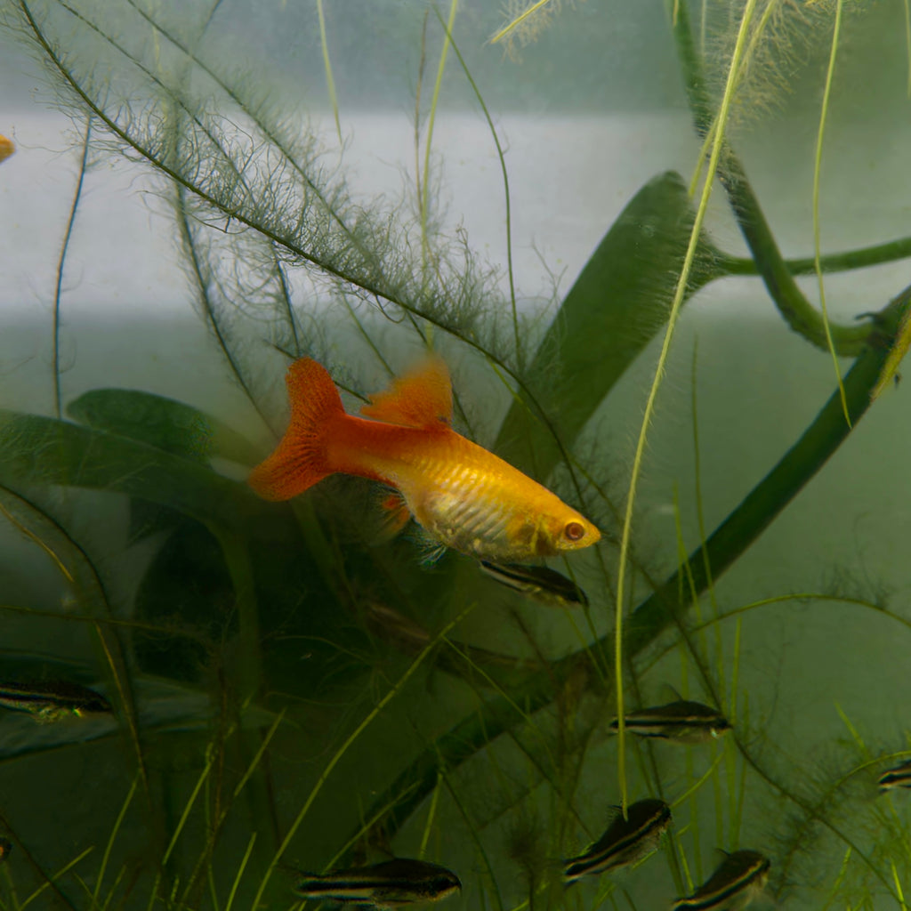 Red Albino Guppy Fish (1 Male + 3 Females) guppy fish — Aquaplantz Canada