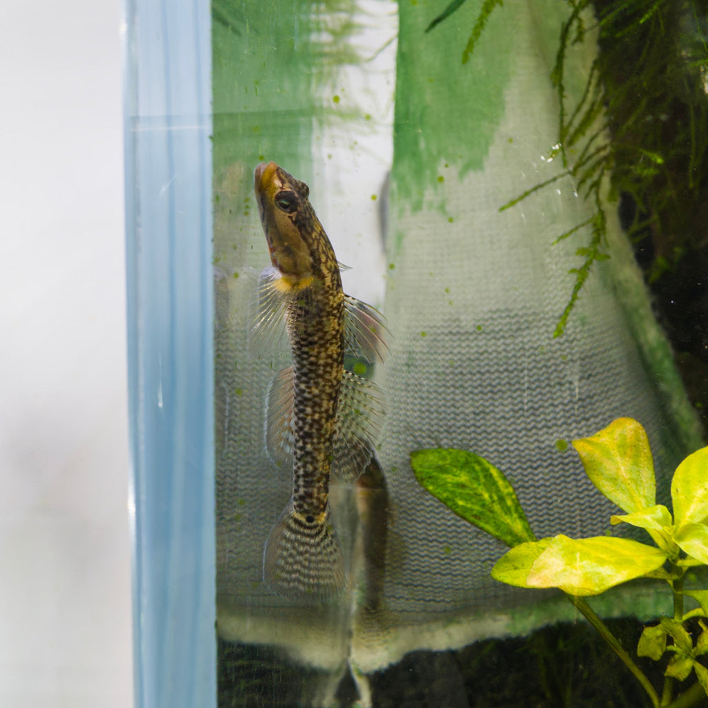 High-Fin Yellow Lip aquarium fish — Aquaplantz Canada