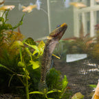 High-Fin Yellow Lip aquarium fish — Aquaplantz Canada