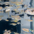 Guppy Endler Female Assorted guppy fish — Aquaplantz Canada