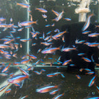 Tetra - Cardinal tetra fish — Aquaplantz Canada