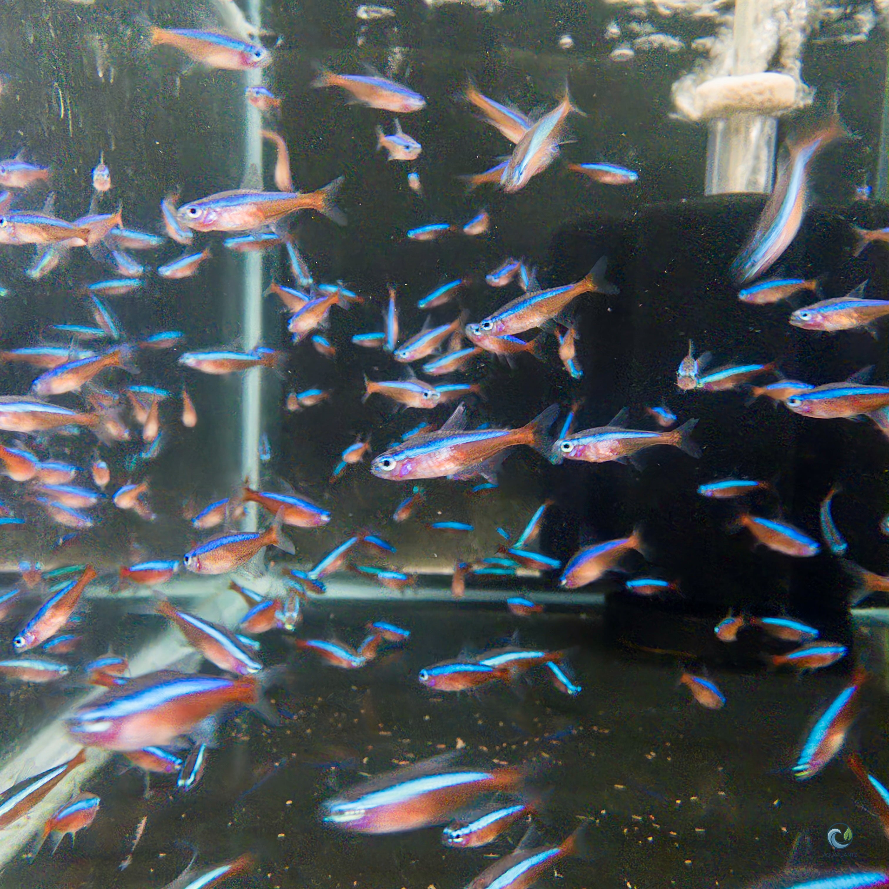 Tetra - Cardinal tetra fish — Aquaplantz Canada