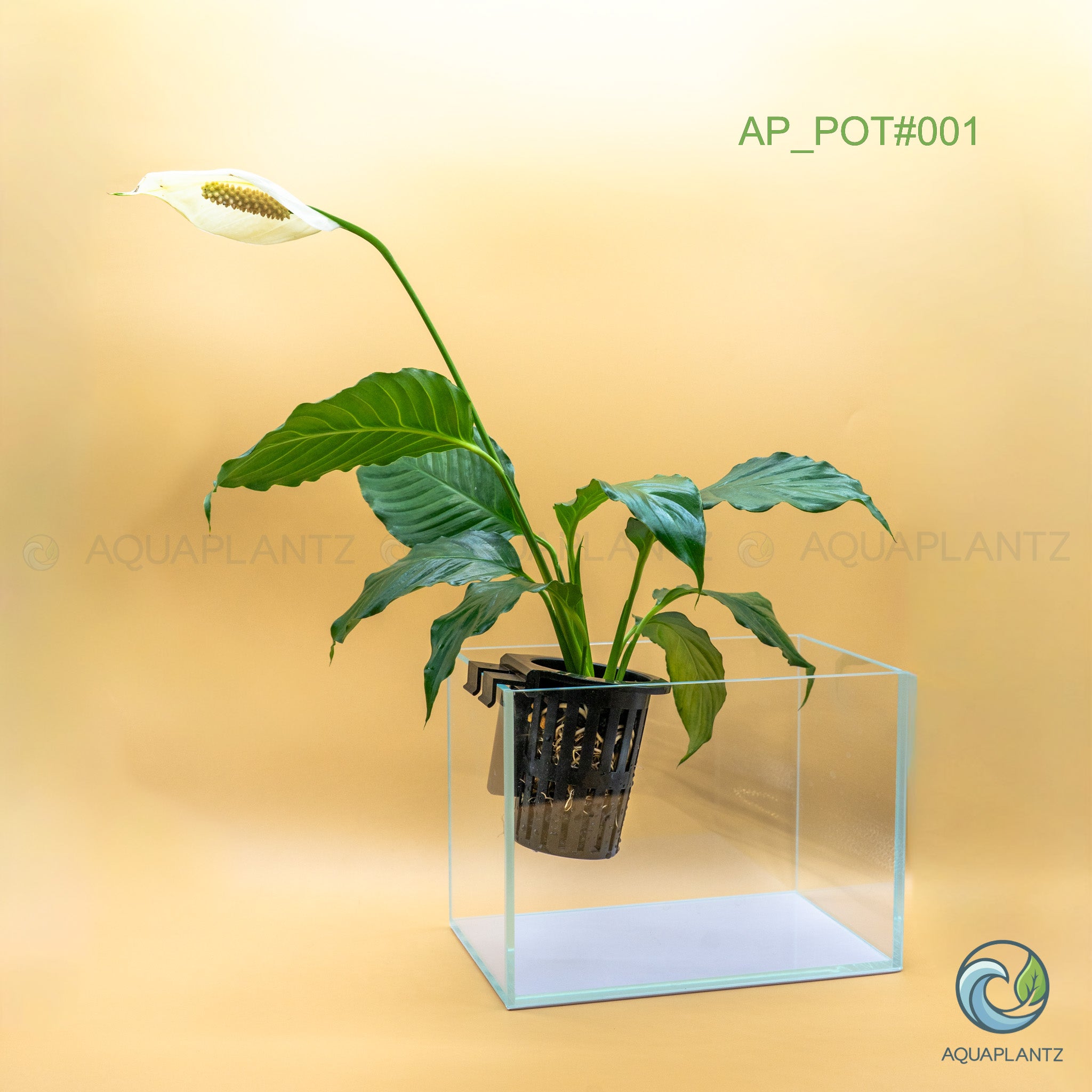 Live Aquarium Hanging Pots aquarium plant — Aquaplantz Canada