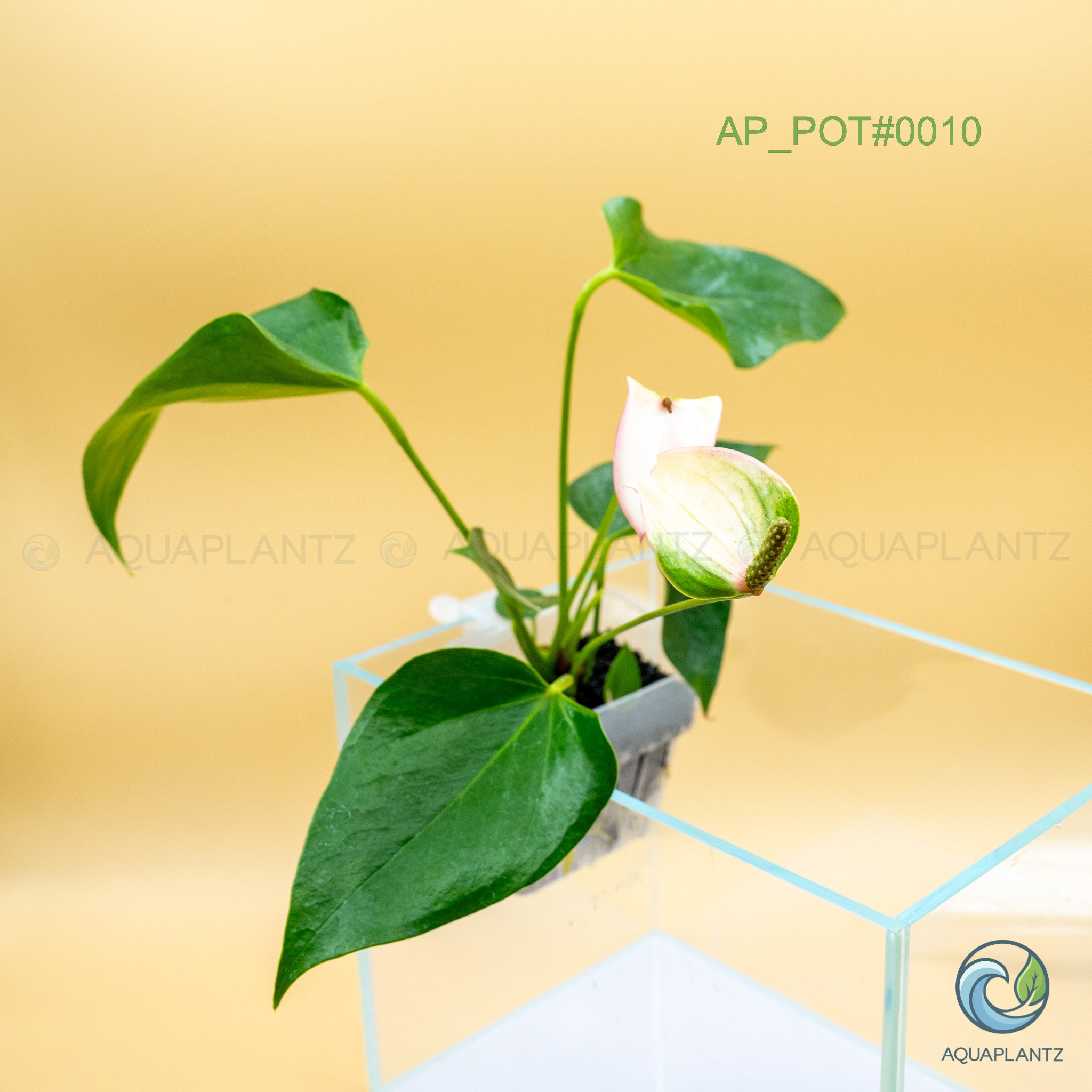 Live Aquarium Hanging Pots aquarium plant — Aquaplantz Canada