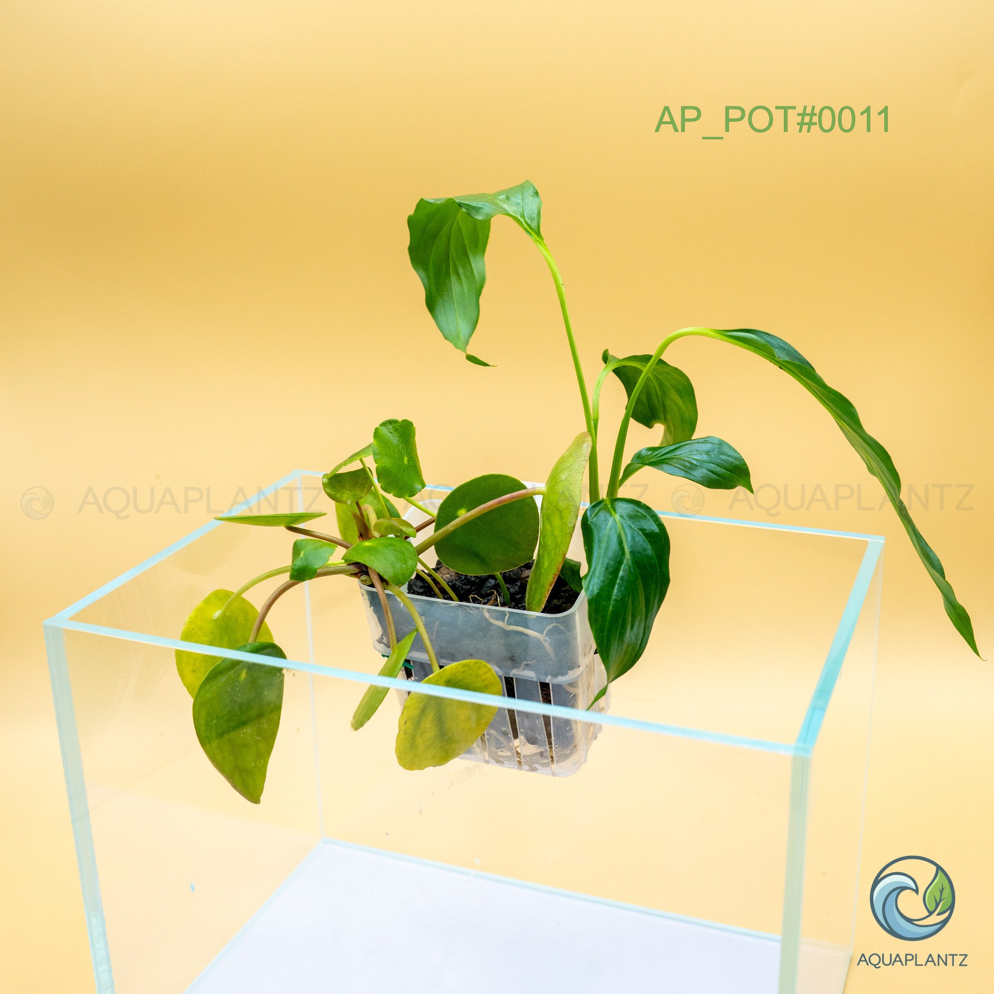 Live Aquarium Hanging Pots — Emersed Plant Baskets