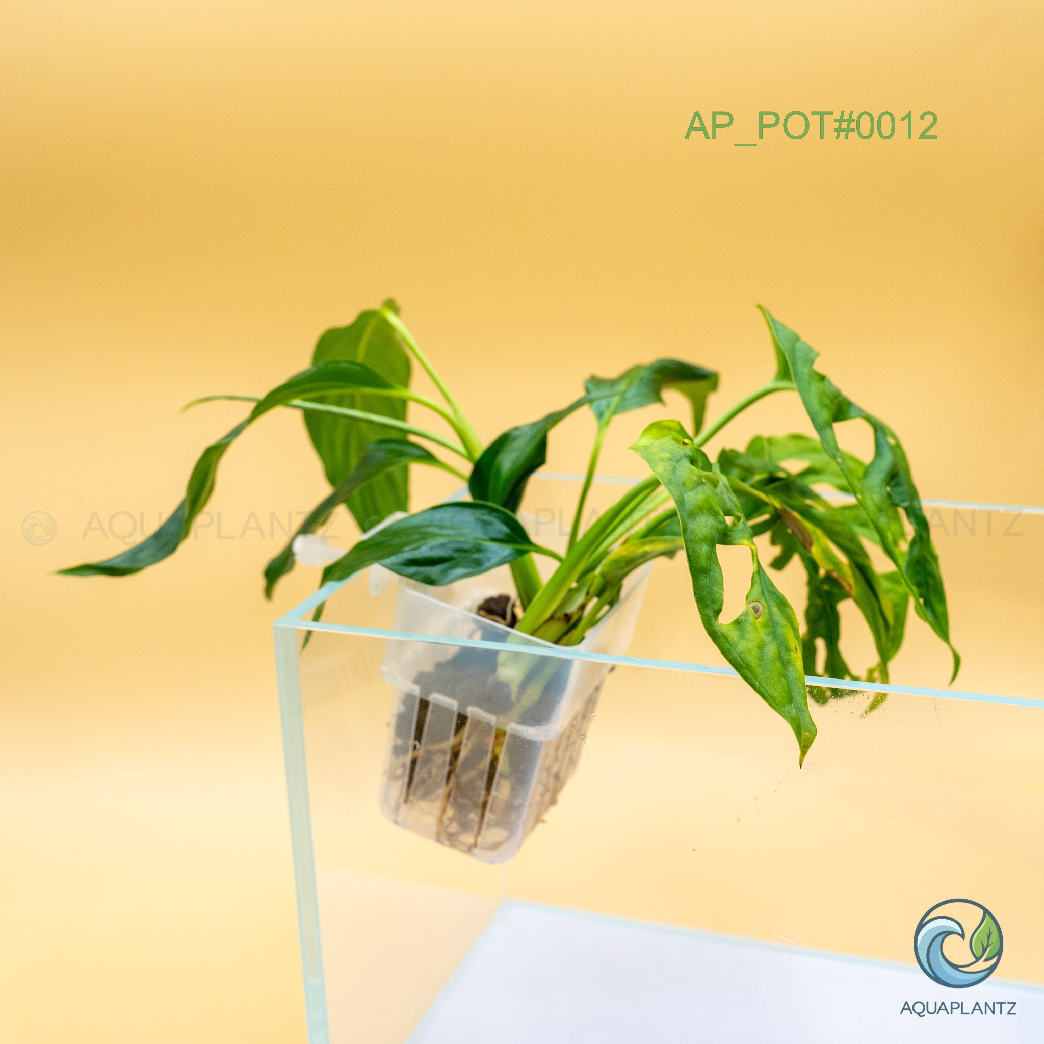 Live Aquarium Hanging Pots — Emersed Plant Baskets