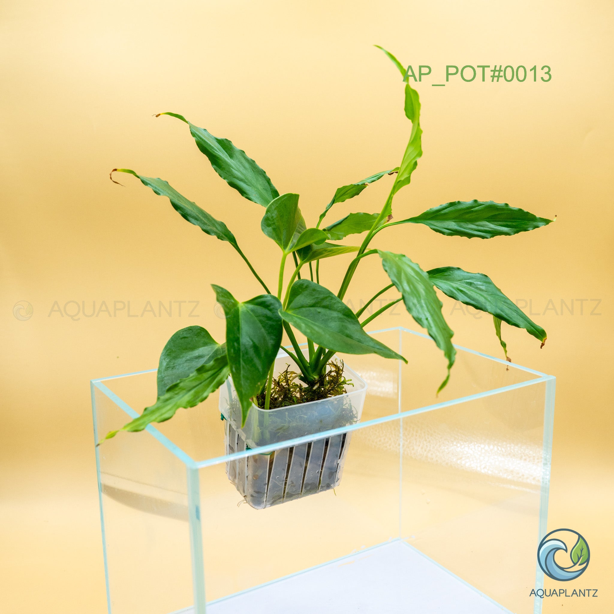 Live Aquarium Hanging Pots — Emersed Plant Baskets