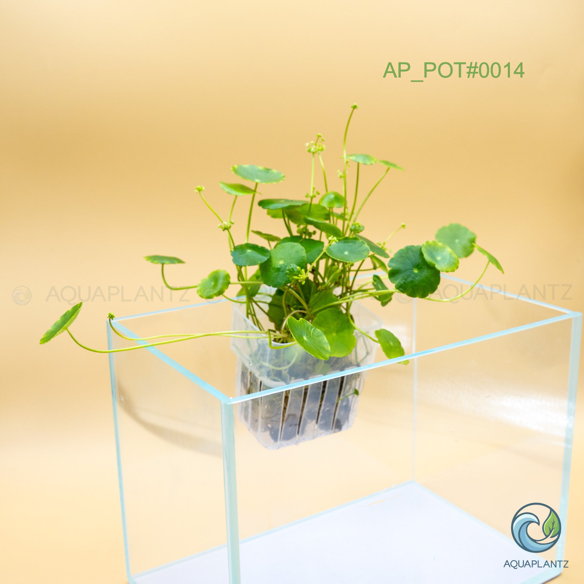 Live Aquarium Hanging Pots — Emersed Plant Baskets
