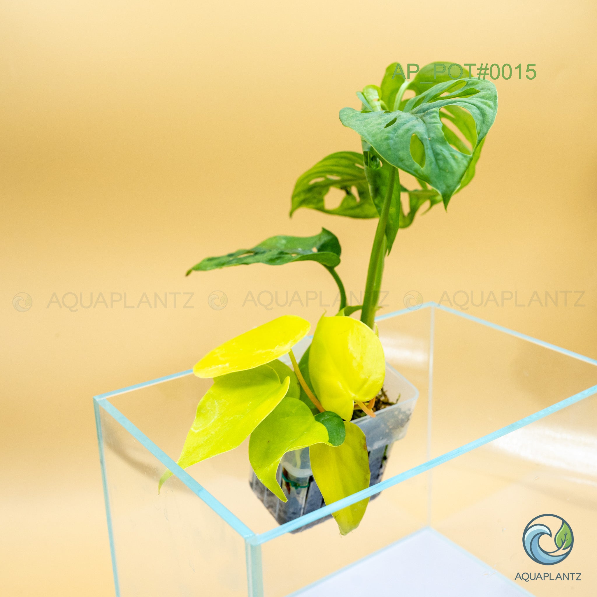 Live Aquarium Hanging Pots — Emersed Plant Baskets
