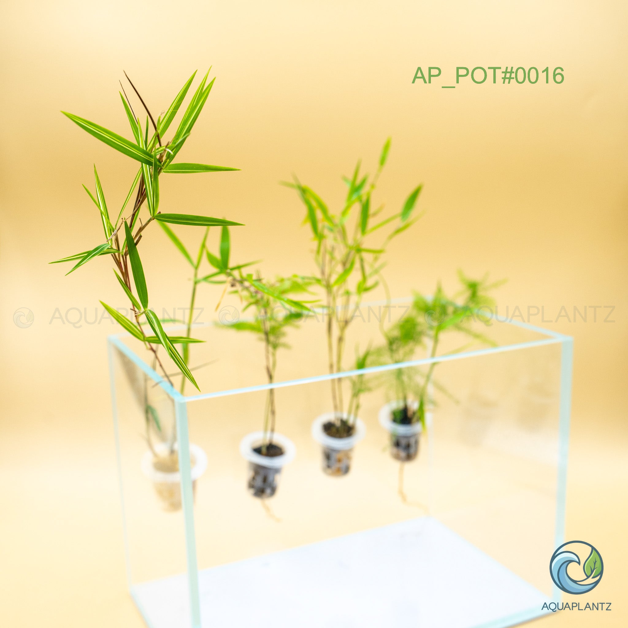 Live Aquarium Hanging Pots — Emersed Plant Baskets