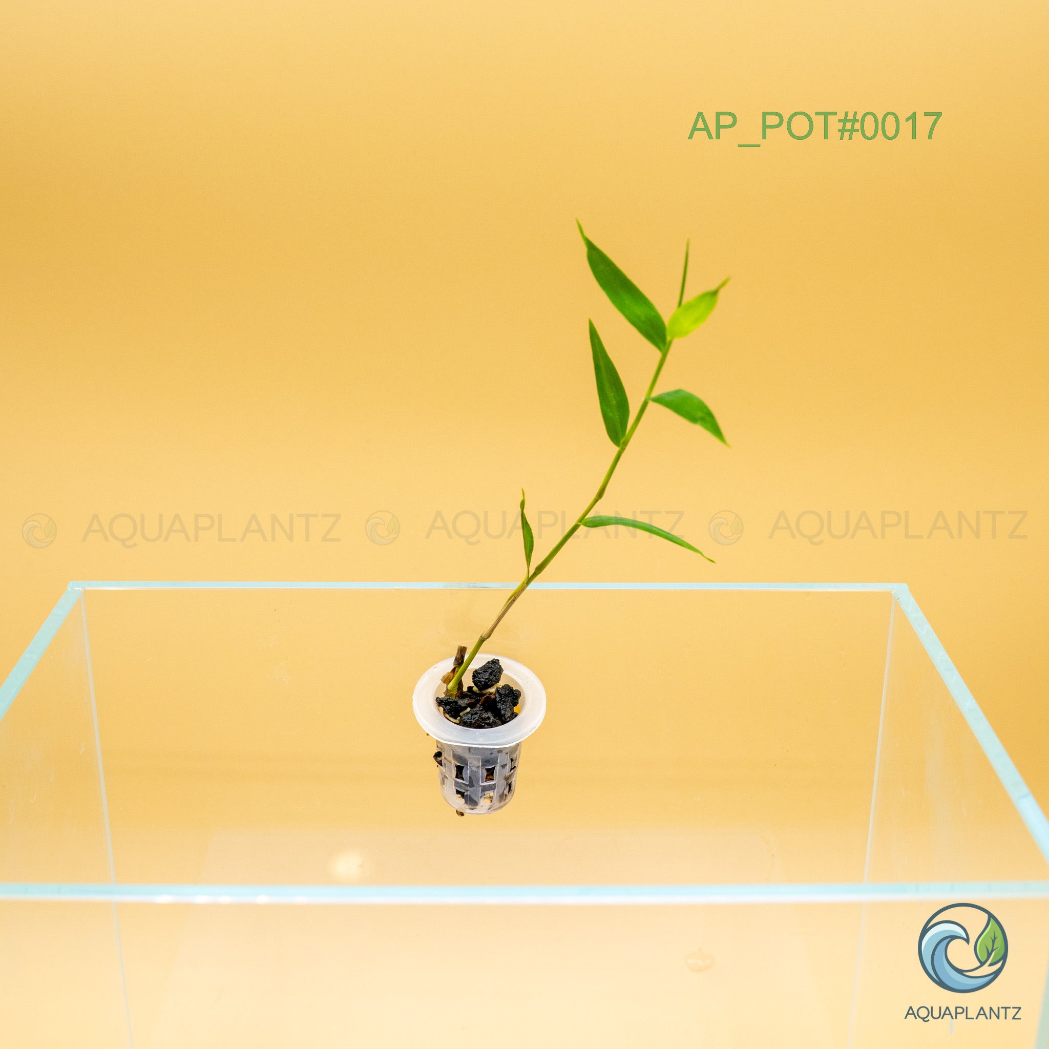 Live Aquarium Hanging Pots — Emersed Plant Baskets