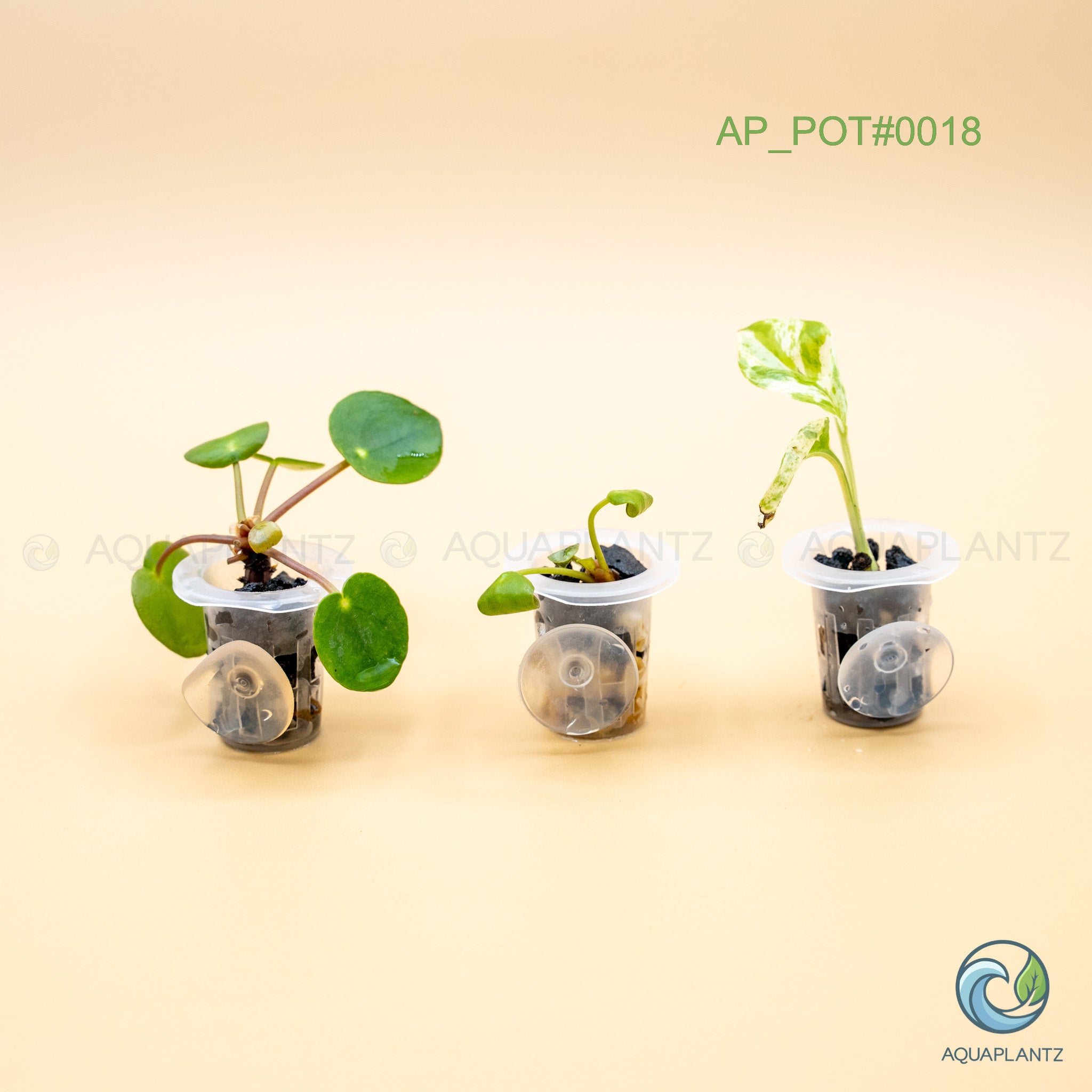 Live Aquarium Hanging Pots — Emersed Plant Baskets