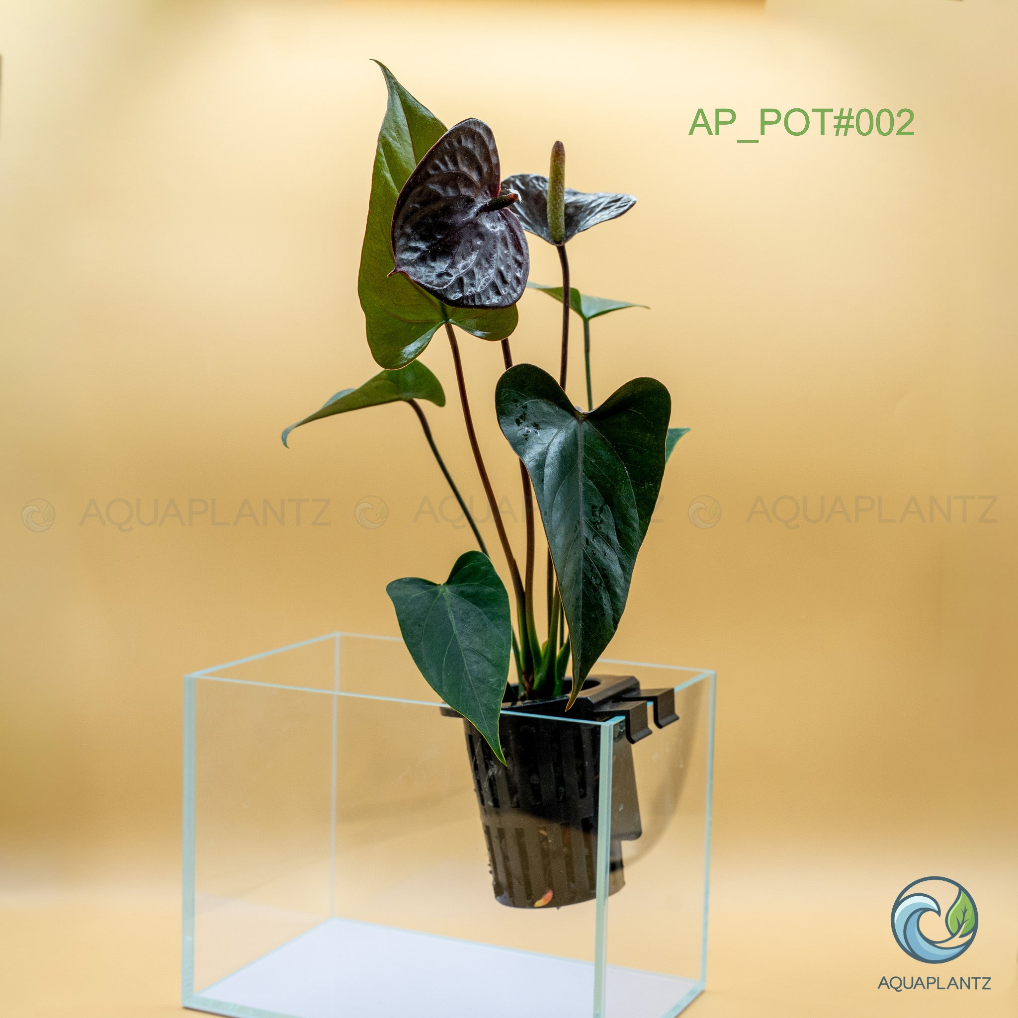 Live Aquarium Hanging Pots aquarium plant — Aquaplantz Canada
