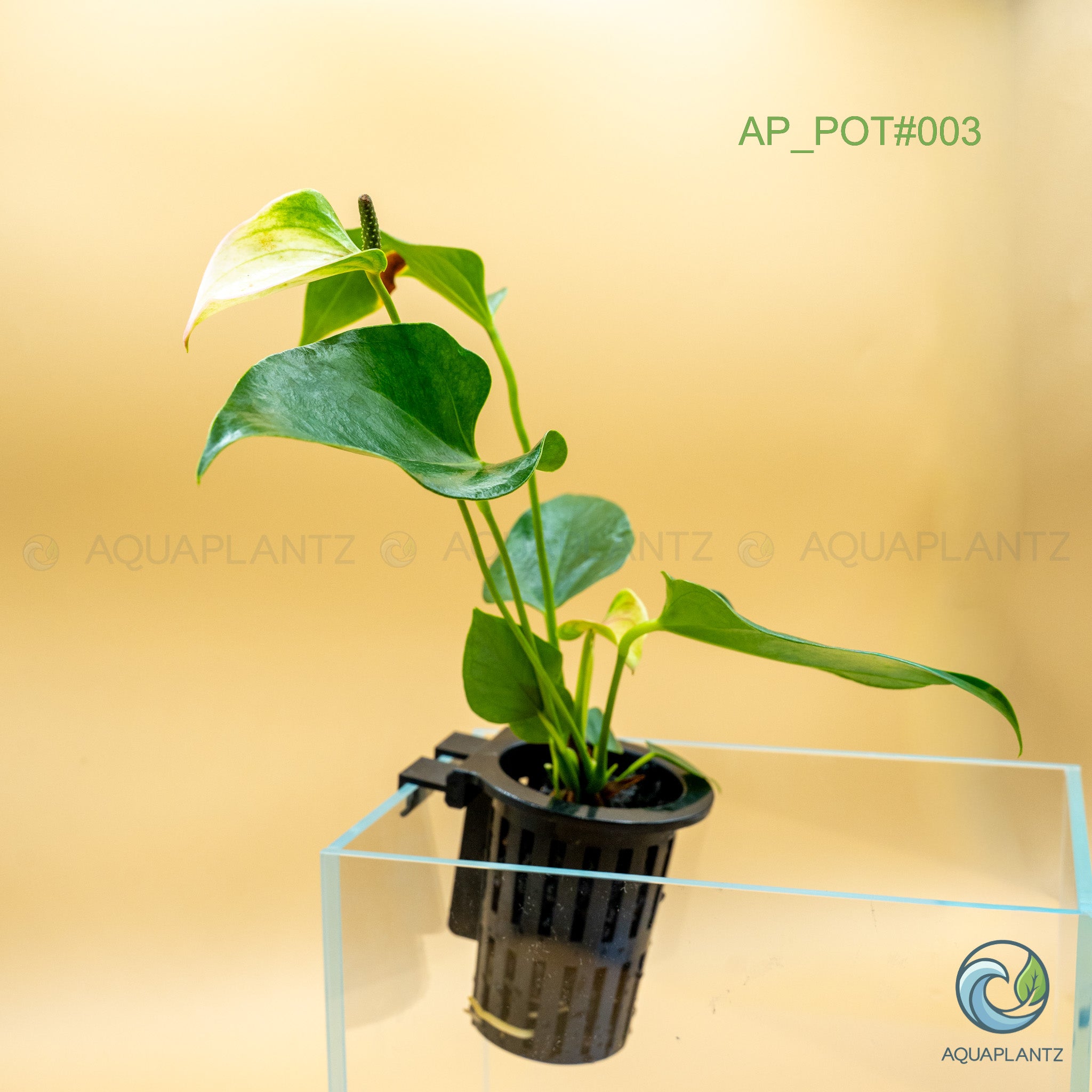 Live Aquarium Hanging Pots aquarium plant — Aquaplantz Canada