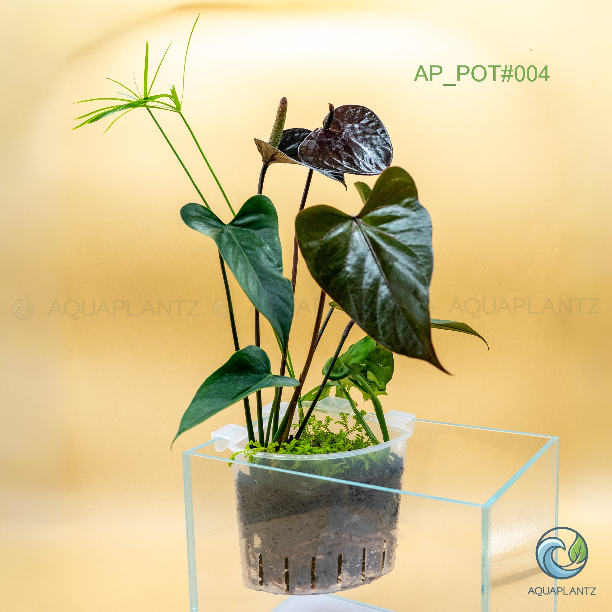 Live Aquarium Hanging Pots aquarium plant — Aquaplantz Canada