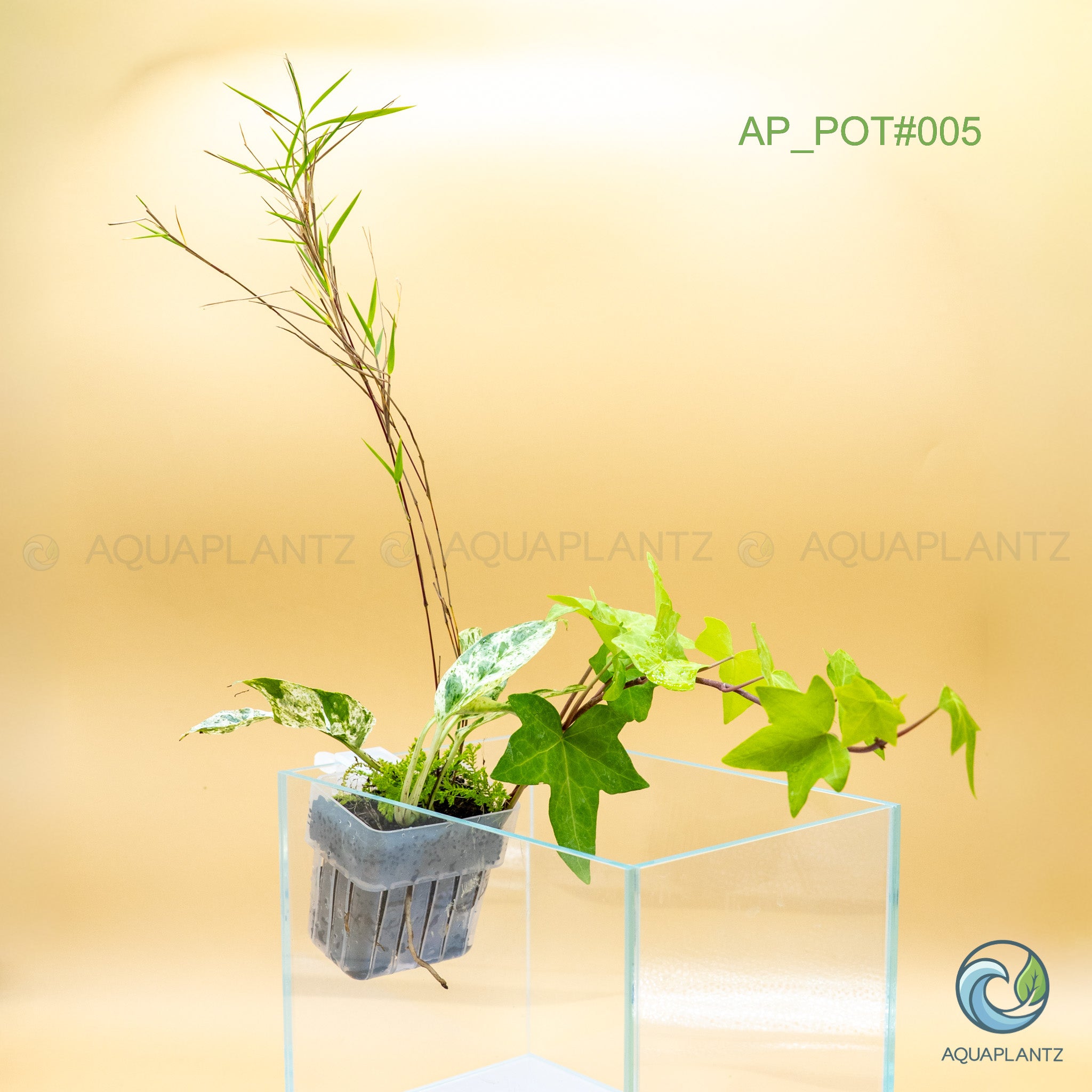 Live Aquarium Hanging Pots aquarium plant — Aquaplantz Canada