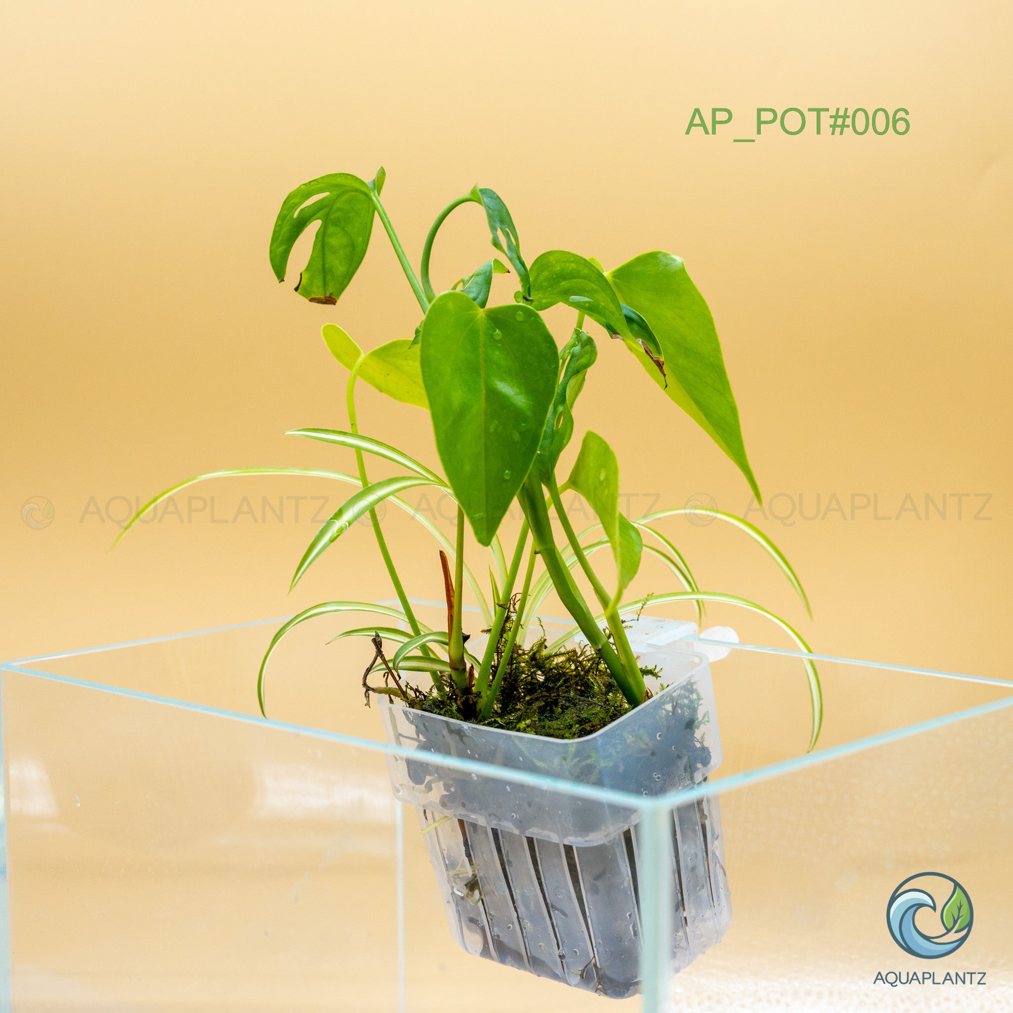 Live Aquarium Hanging Pots aquarium plant — Aquaplantz Canada