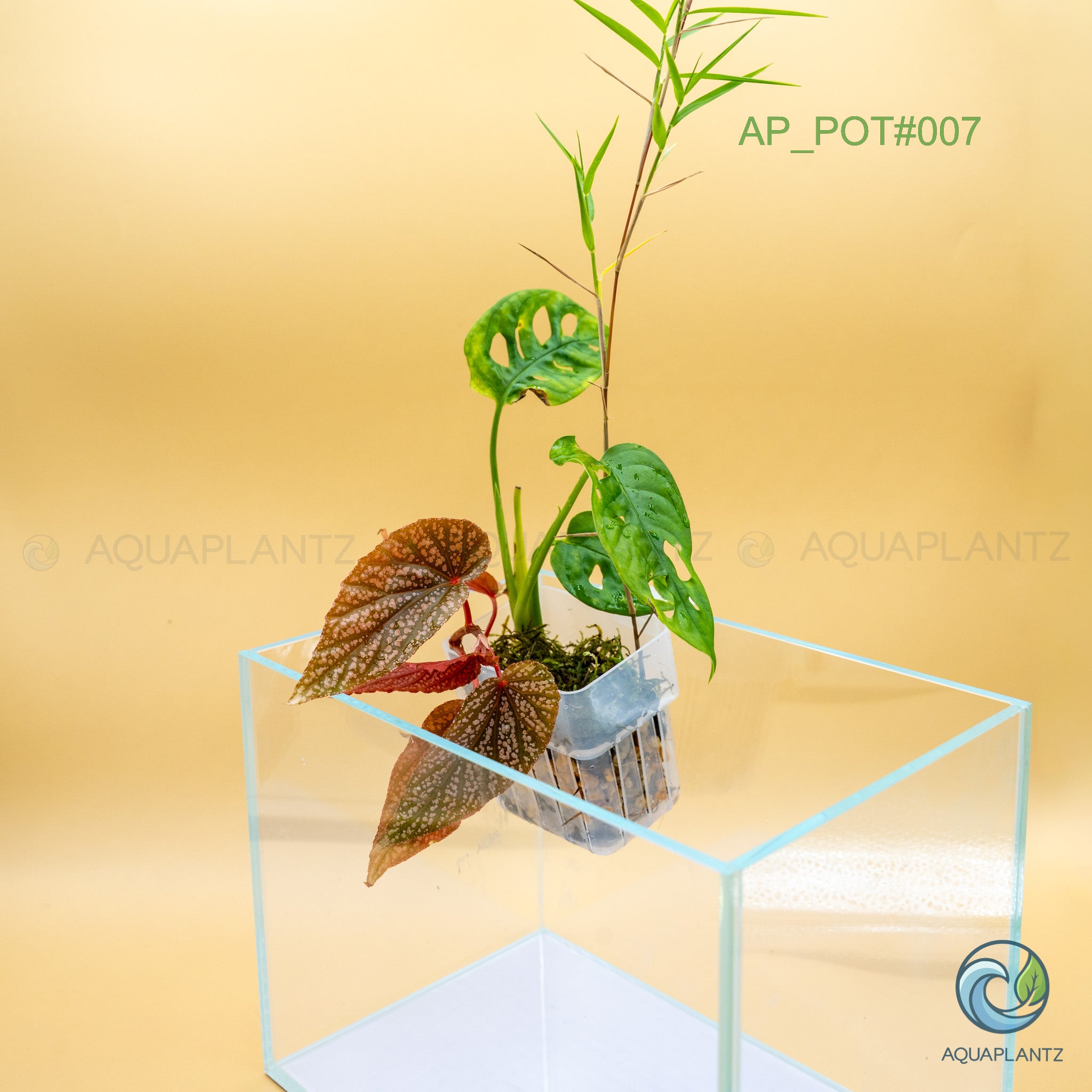 Live Aquarium Hanging Pots aquarium plant — Aquaplantz Canada