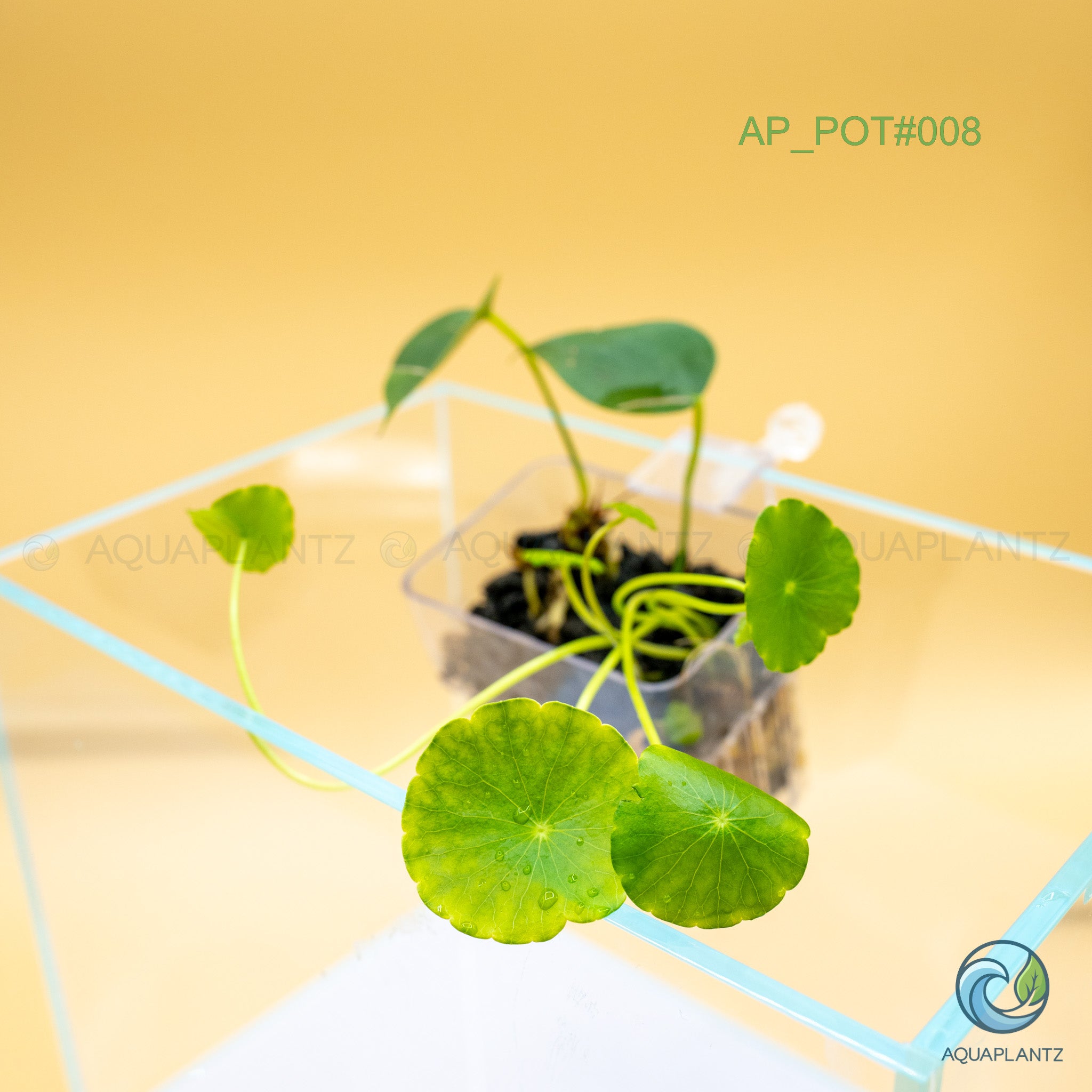 Live Aquarium Hanging Pots aquarium plant — Aquaplantz Canada