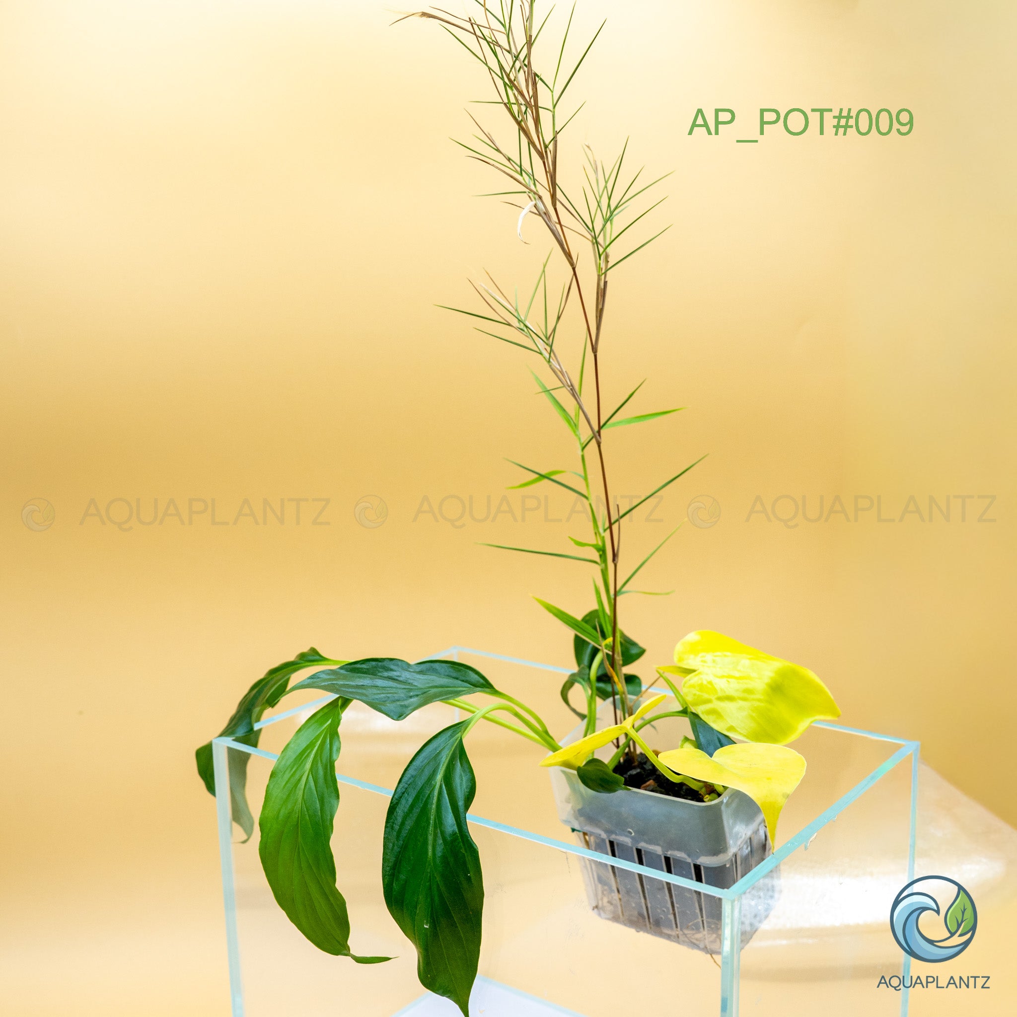 Live Aquarium Hanging Pots aquarium plant — Aquaplantz Canada