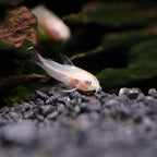 Albino Corydoras