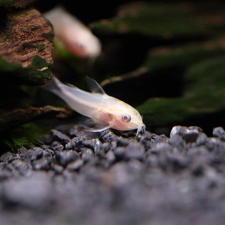 Albino Corydoras